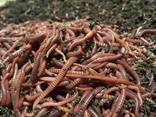 Польский Опарыш, Черви навозные - фото 3
