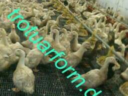 Полы для птицеферм, полы для птичников