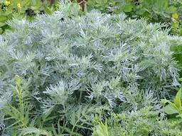 Полынь горькая. Полинь гірка.