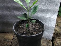 Помело Као Пан (Pomelo Kao Pan)