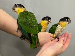 Попугай для всей семьи - Каик Черноголовый