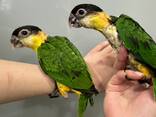 Попугай для всей семьи - Каик Черноголовый - фото 2