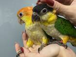 Попугай Каик оранжевоголовый - ручные малыши - фото 3