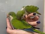 Попугай Калита - Монах. Молоденькие птенцы - фото 1
