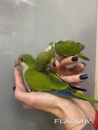 Попугай Калита - Монах. Молоденькие птенцы