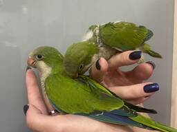 Попугай Калита - Монах. Молоденькие птенцы