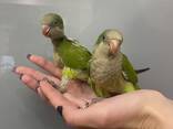 Попугай Калита - Монах. Молоденькие птенцы - фото 3