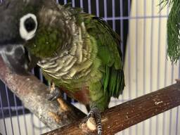 Попугай Пирура Выкормыш