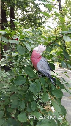 Попуга Рожевий какаду