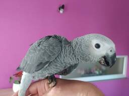 Попугай Жако , ручные молоденькие птенцы, выкормыши