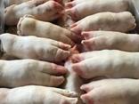 Pork feet \ Свиные ноги - фото 2