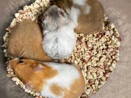 Породисті хом’яки домашні ручні красунчики, неймовірні