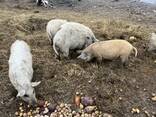 Поросята свині Мангали та Мангалиця - фото 1