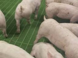 Поросята на откорм продам