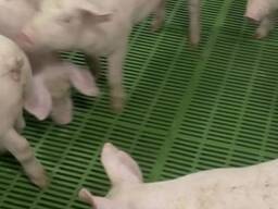 Поросята от 100 голов. Доставка