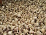 Посадочный чеснок продам. 100% Эко продукт - фото 3