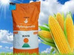 Посевмат кукурузы KWS/КВС по самым низким ценам