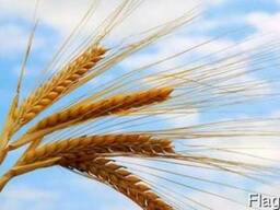 Посевной материал - Канадская пшеница Леннокс (класс элита)