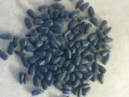 Посевной материал Конди Опера Брио