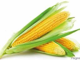 Посевной материал кукурузы