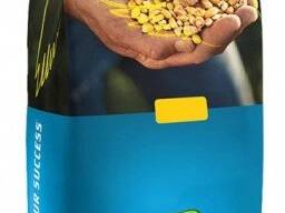 Посівна кукурудза DEKALB DKC ФАО 310 гібрид