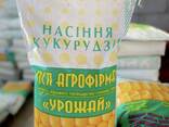 Насіння кукурудзи Хотин - фото 1