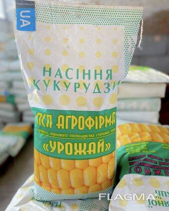 Насіння кукурудзи Хотин