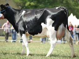 Поставка племінних нетелей з Європи