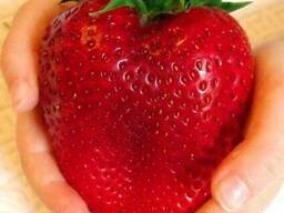 Поставки фруктов , овощей , ягоды