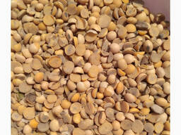 Закуповуємо половинки сої по Україні