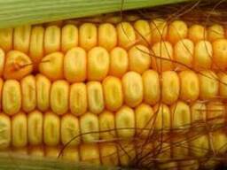 Постійно Купуємо Кукурудзу та відходи