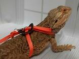 Поводок со шлейкой для выгула агам, ящериц, черепах, мелких грызунов, хорьков - фото 3