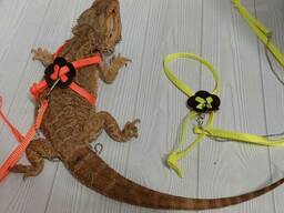 Поводок со шлейкой для выгула агам, ящериц, черепах, мелких грызунов, хорьков