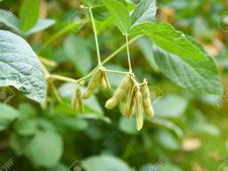 Ппродам сою