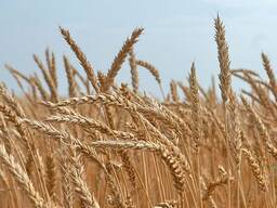 Предлагаем к поставкам зернобобовые