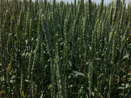 Предлагаем семена озимой пшеницы