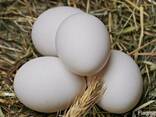 Предлагаем яйца куриные и перепелиные по Украине