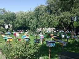 Предлагаю чистопородные пчеломатки Карпатской породы