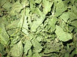 Предприятие закупит оптом листья крапивы сушенные