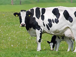 Премикс 1% для дойных коров