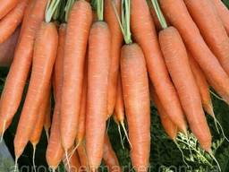 Семена моркови Аттилио F1 100000 шт