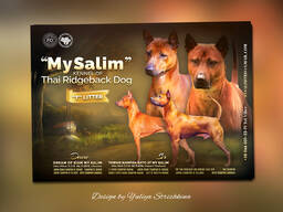 Презентації (реклама) послідів (цуценят), собак та розплідників