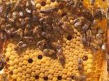 Приймаю замовлення на Бджоломатки карпатської породи 2022 року