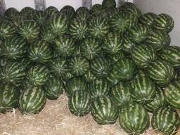 Продаем арбуз