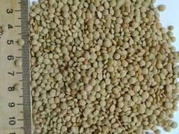 Продаем чечевицу зеленую мелкую