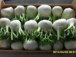 Продаем фенхель оптом, мелким оптом