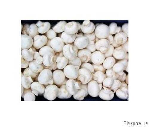 Продаем грибы шампиньоны свежие чистые белые.