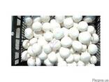 Продаем грибы шампиньоны свежие чистые белые. - фото 2