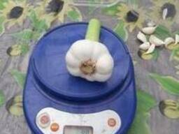 Продаем посадочный чеснок Месидор и Гермидор