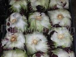 Продаем Радичио оптом, мелким оптом